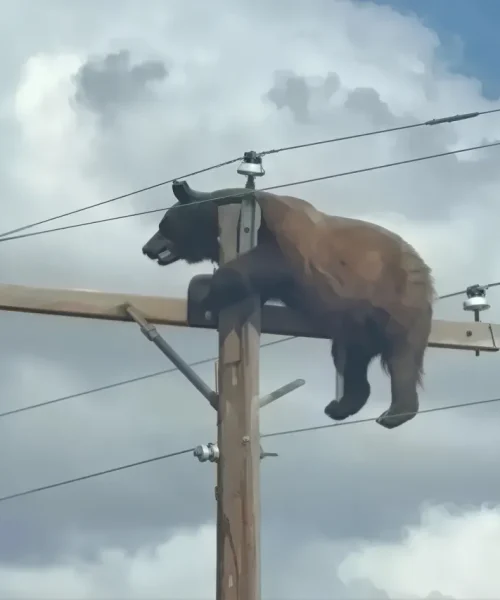 Urso-preto morre eletrocutado em poste de energia elétrica nos EUA