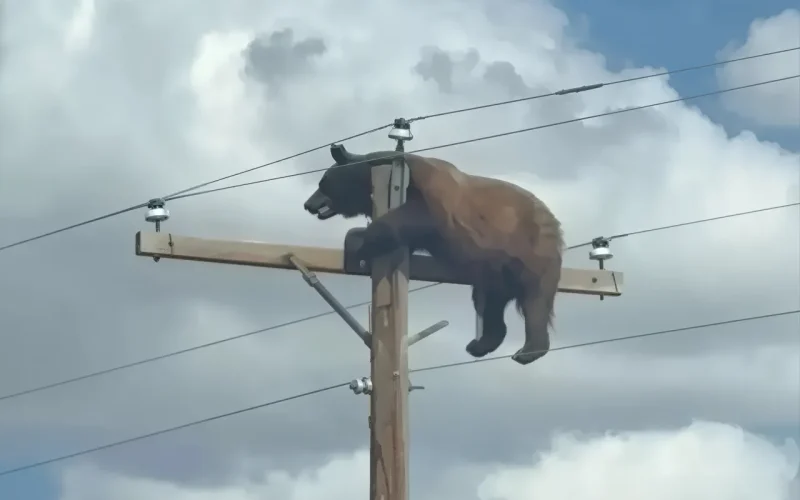 Urso-preto (Ursus americanus) em habitat natural nos Estados Unidos