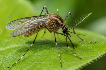 Qual é a utilidade dos mosquitos no planeta? O que aconteceria se todos os mosquitos desaparecessem?