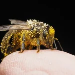 Jovem com doença de Lyme se picava com 30 abelhas por semana: funcionou?