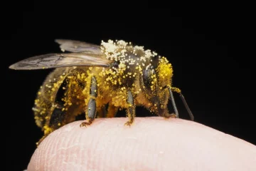 Jovem com doença de Lyme se picava com 30 abelhas por semana: funcionou?