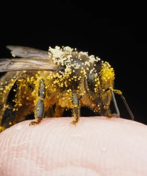 Jovem com doença de Lyme se picava com 30 abelhas por semana: funcionou?
