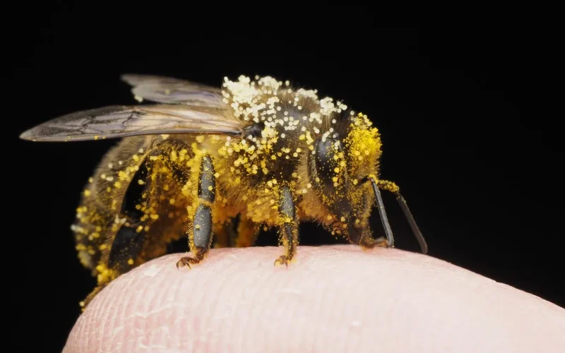 Abelha pousada no braço durante sessão de apiterapia para tratar doença de Lyme